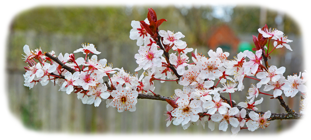 Plum blossoms